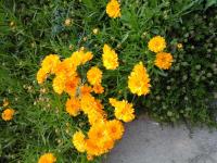 coreopsis